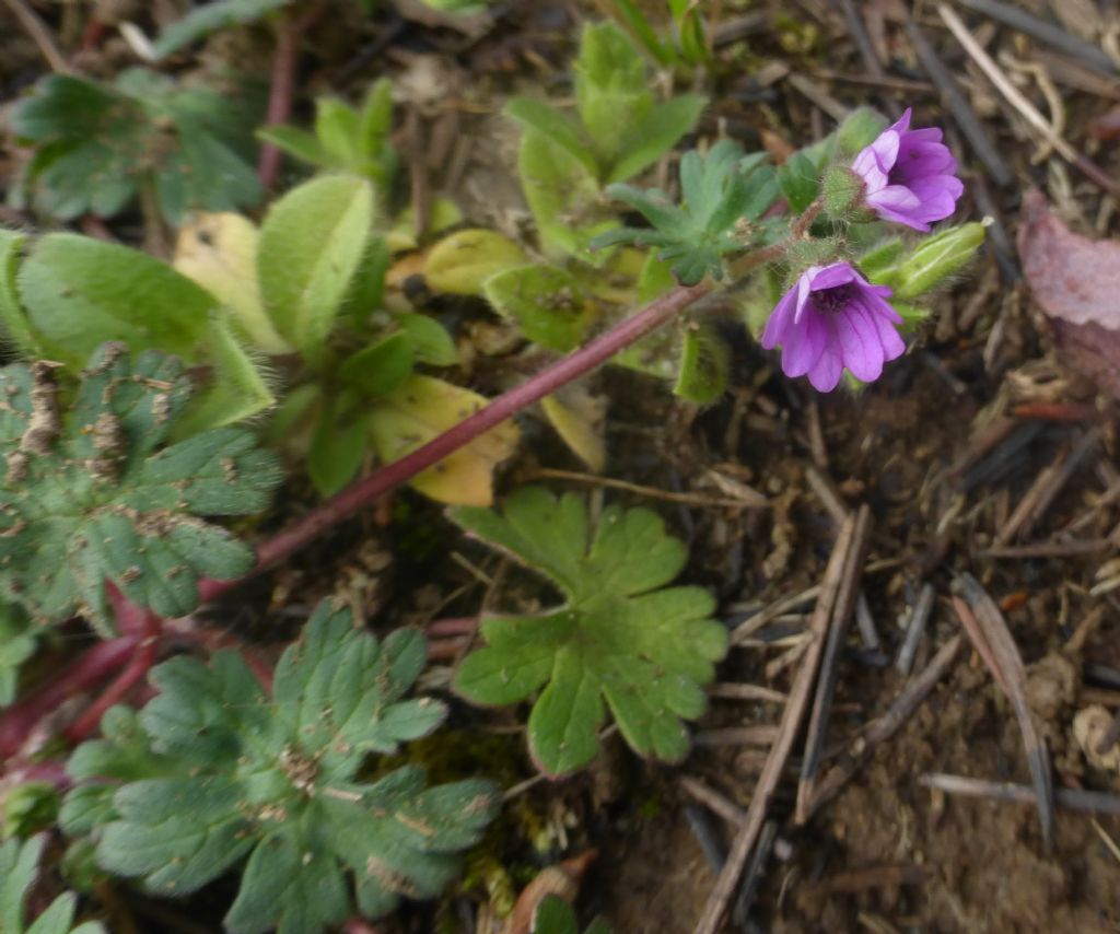 Geranium molle o geranium pusillum?